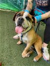 adoptable Dog in charlotte, NC named TOJI
