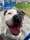 adoptable Dog in charlotte, NC named STANLEY