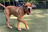 adoptable Dog in charlotte, NC named BENNY