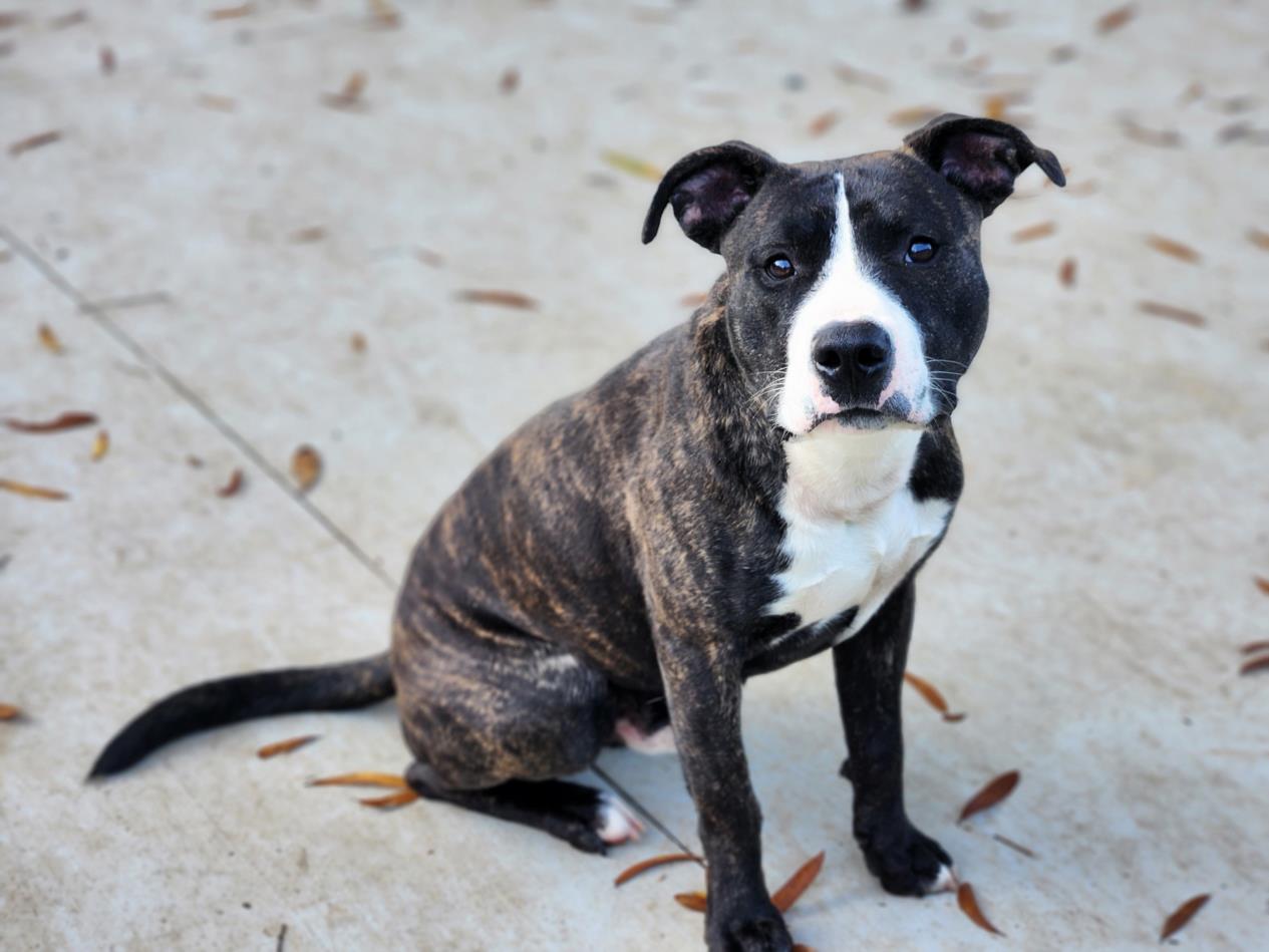 adoptable Dog in Charlotte, NC named REED