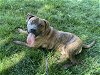 adoptable Dog in charlotte, NC named RANDALL