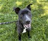 adoptable Dog in charlotte, NC named SHADOW