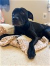adoptable Dog in charlotte, NC named CHASE