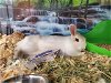 adoptable Rabbit in charlotte, NC named SUZI Q