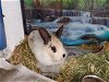 adoptable Rabbit in charlotte, NC named DIO