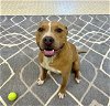 adoptable Dog in charlotte, NC named TANJIRO