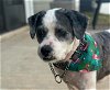 adoptable Dog in charlotte, NC named SOLOMON