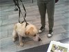 adoptable Dog in charlotte, NC named DUKE