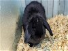adoptable Rabbit in charlotte, NC named PEPPER