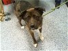 adoptable Dog in charlotte, NC named CARBONARA