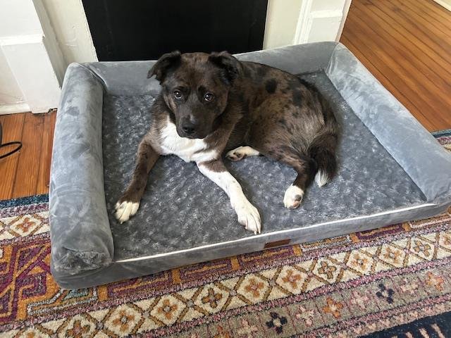 adoptable Dog in Charlotte, NC named CARBONARA