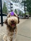adoptable Dog in charlotte, NC named BRODIE