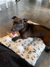 adoptable Dog in charlotte, NC named RUPERT