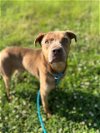 adoptable Dog in  named FRANK