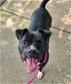 adoptable Dog in  named PERSEPHONE