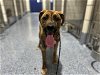 adoptable Dog in charlotte, NC named ROVER