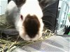adoptable Rabbit in charlotte, NC named A1227262