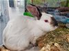 adoptable Rabbit in  named A1227262