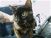 adoptable Cat in charlotte, NC named A1227344