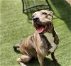 adoptable Dog in charlotte, NC named PATRICIA