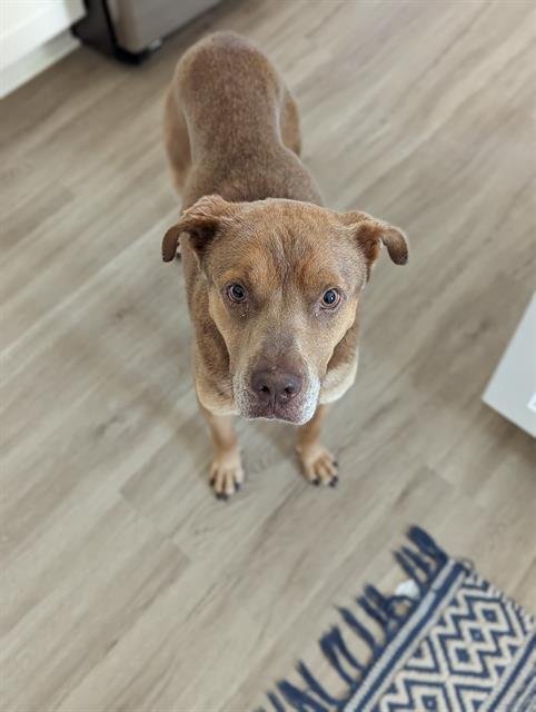 adoptable Dog in Charlotte, NC named FRANK