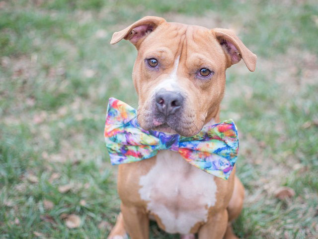 adoptable Dog in Charlotte, NC named BRODI