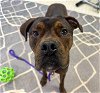 adoptable Dog in charlotte, NC named TANK