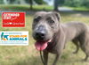 adoptable Dog in Charlotte, NC named SHEBA