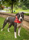 adoptable Dog in Charlotte, NC named BOBBY