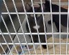 adoptable Cat in charlotte, NC named TIA