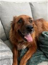 adoptable Dog in charlotte, NC named SAKARI