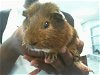 adoptable Guinea Pig in charlotte, NC named A1228106