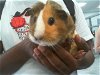 adoptable Guinea Pig in charlotte, AR named A1228107
