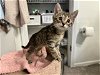 adoptable Cat in charlotte, NC named TABBY