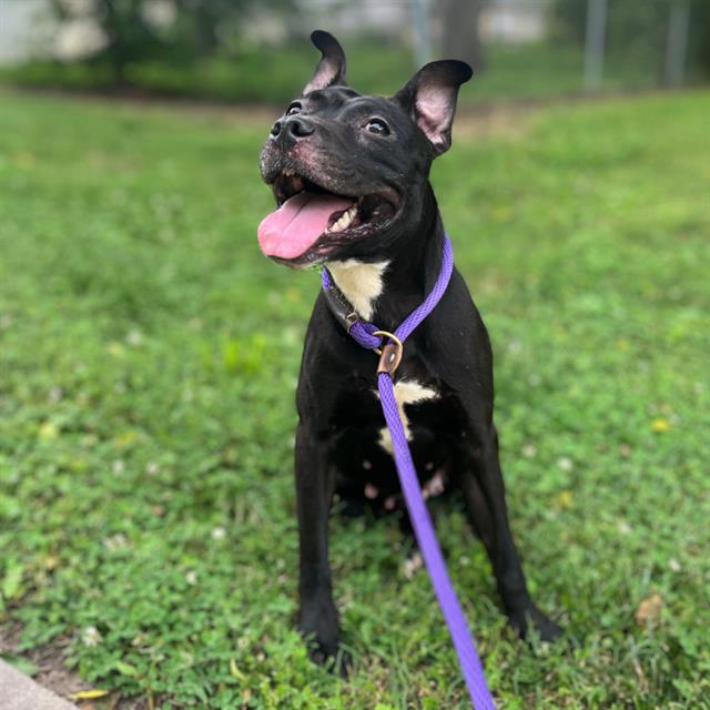 adoptable Dog in Charlotte, NC named ONYX