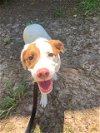 adoptable Dog in charlotte, NC named PIPPEN
