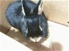 adoptable Rabbit in charlotte, AR named A1228145