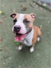 adoptable Dog in charlotte, NC named RUBY