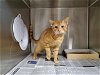 adoptable Cat in charlotte, NC named CHEETO