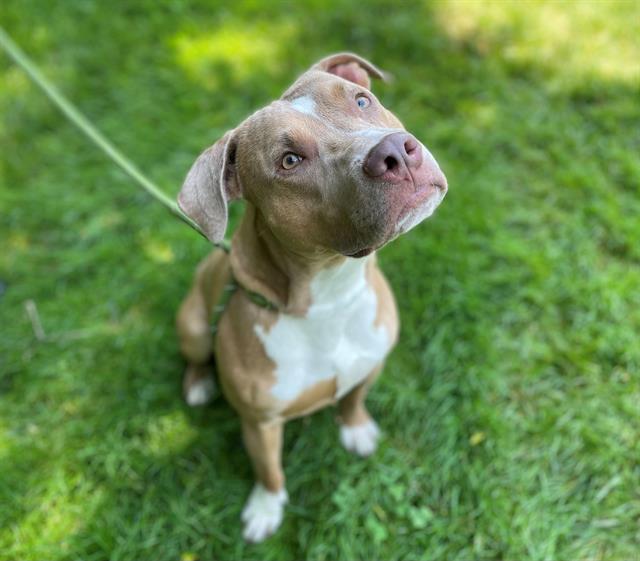 adoptable Dog in Charlotte, NC named NASH