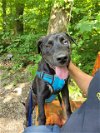 adoptable Dog in charlotte, NC named SCOUT