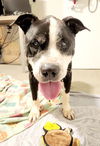 adoptable Dog in Charlotte, NC named KING