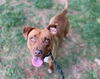 adoptable Dog in Charlotte, NC named JODY