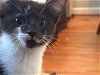 adoptable Cat in charlotte, NC named CHECKERS