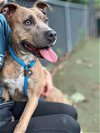 adoptable Dog in charlotte, NC named SANDY