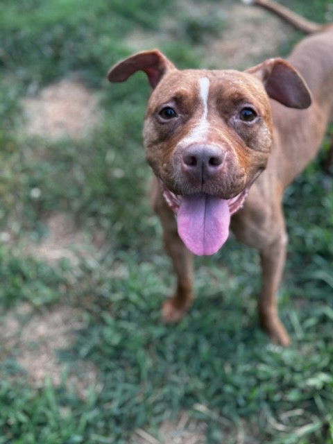 adoptable Dog in Charlotte, NC named PRECIOUS