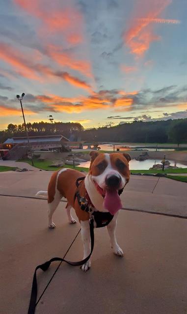 adoptable Dog in Charlotte, NC named YO-YO