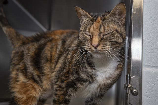 adoptable Cat in Charlotte, NC named SHOKO