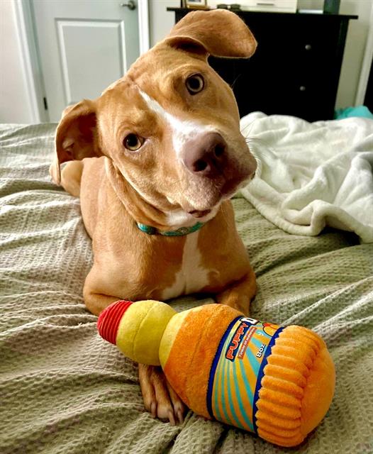 adoptable Dog in Charlotte, NC named MARLOWE