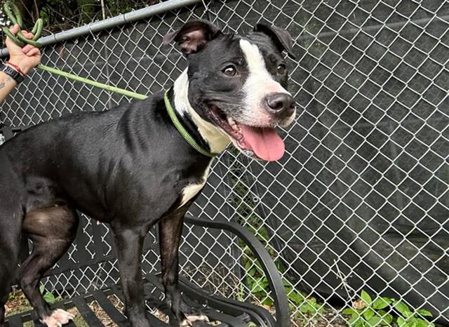 adoptable Dog in Charlotte, NC named ESTELLE